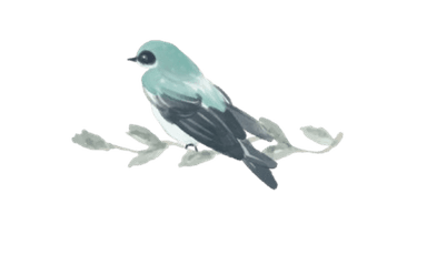Nido